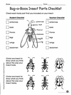 2nd Grade Insect Worksheets