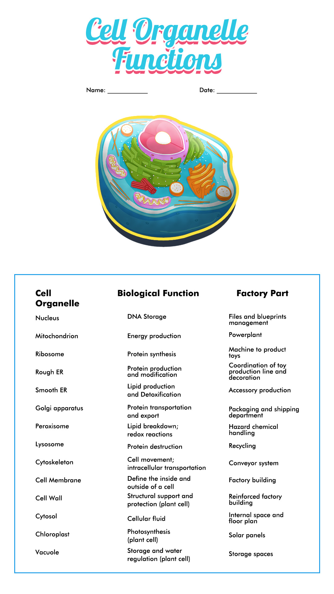 Cells And Organelles Worksheet