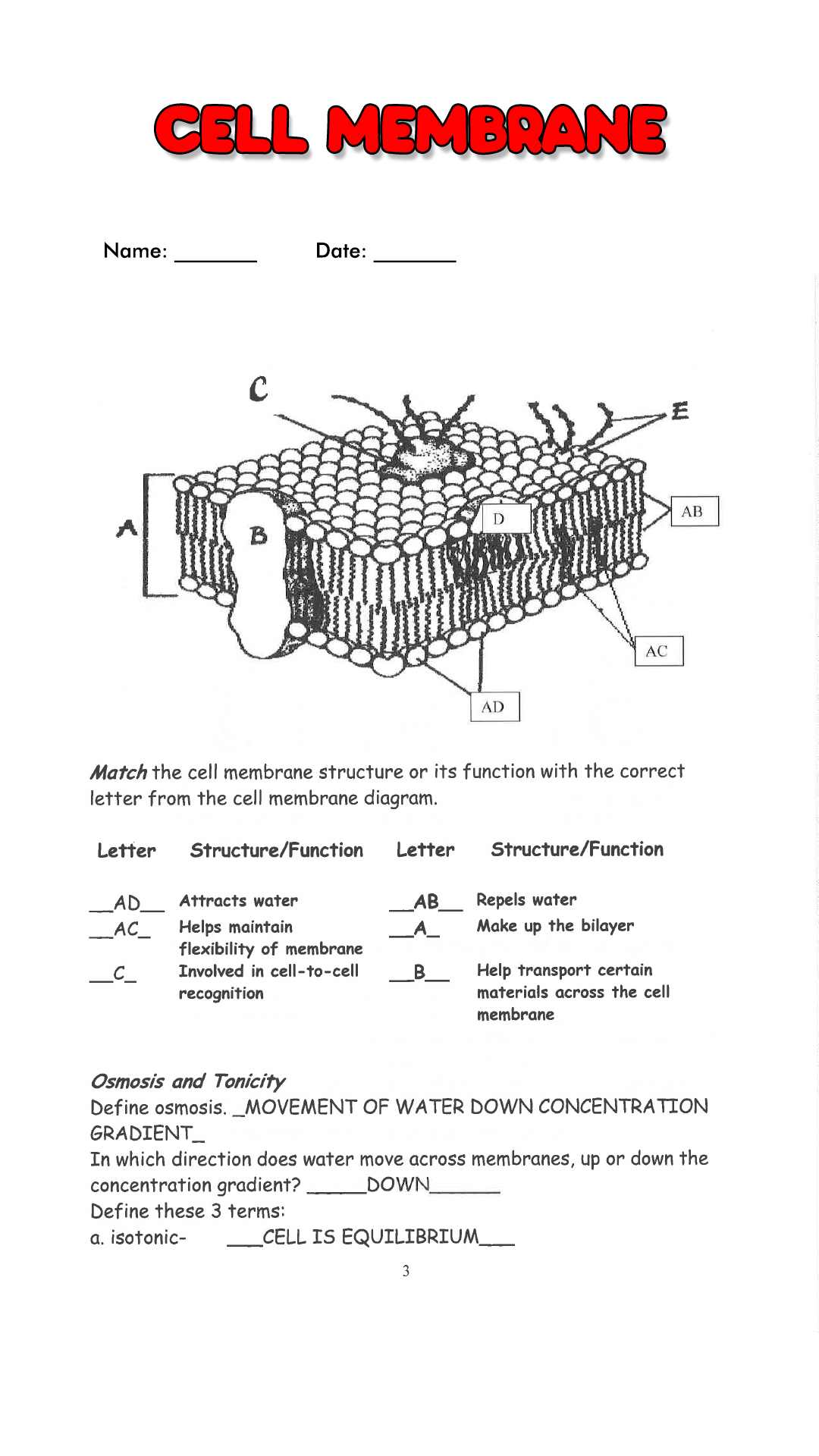 Cell Membrane Coloring Worksheet Answers