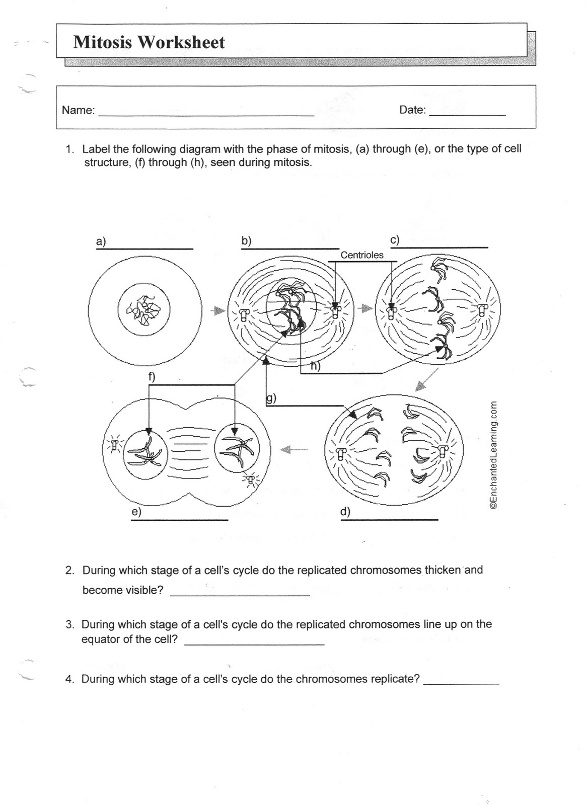 mitosis-worksheet-key