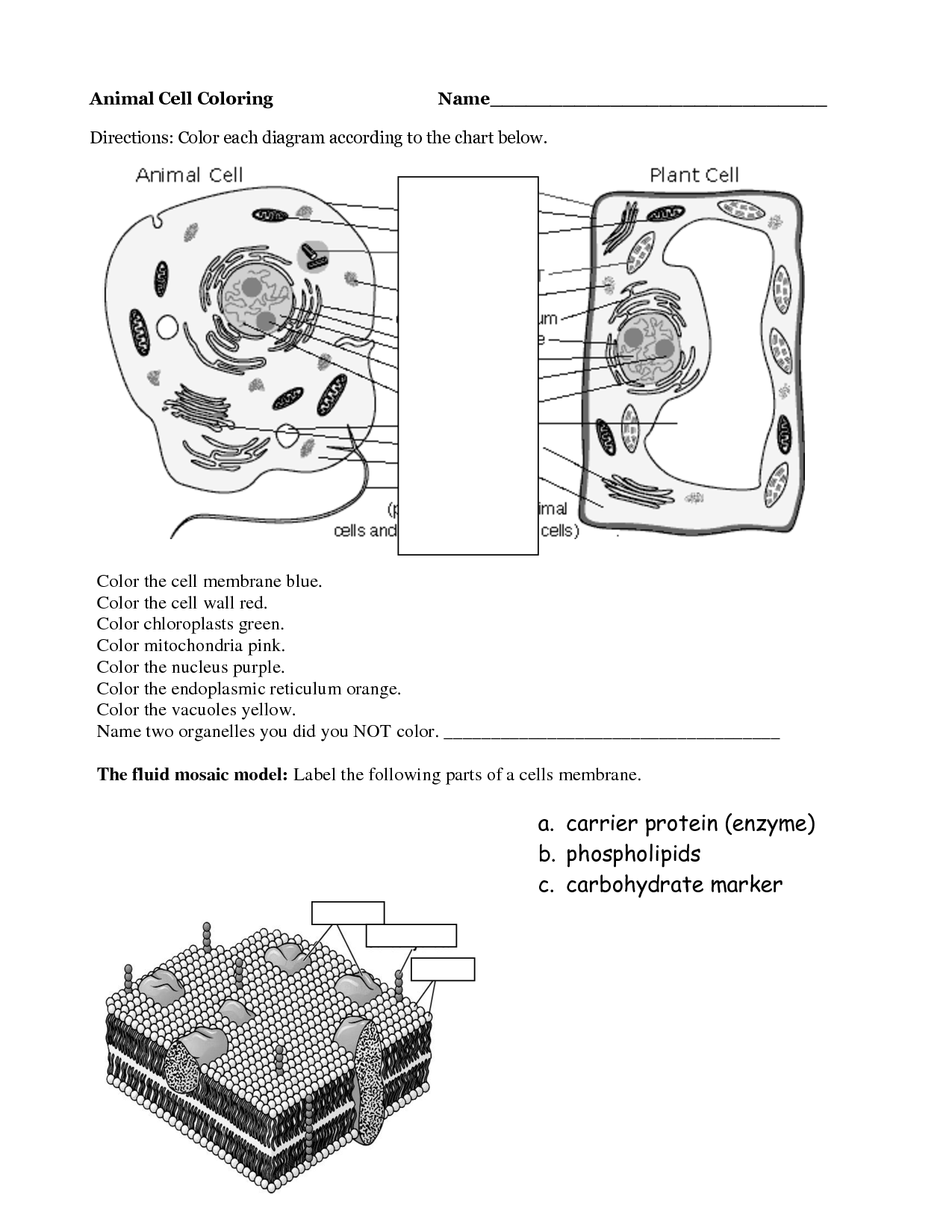 10-best-images-of-cell-membrane-diagram-worksheet-cell-membrane-diagram-labeled-cell-membrane