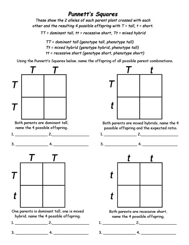 15 Best Images of Genetic Punnett Squares Worksheets 15 Best Images of Genetic Punnett Squares Worksheets