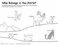 Arctic Animals Worksheets Preschool