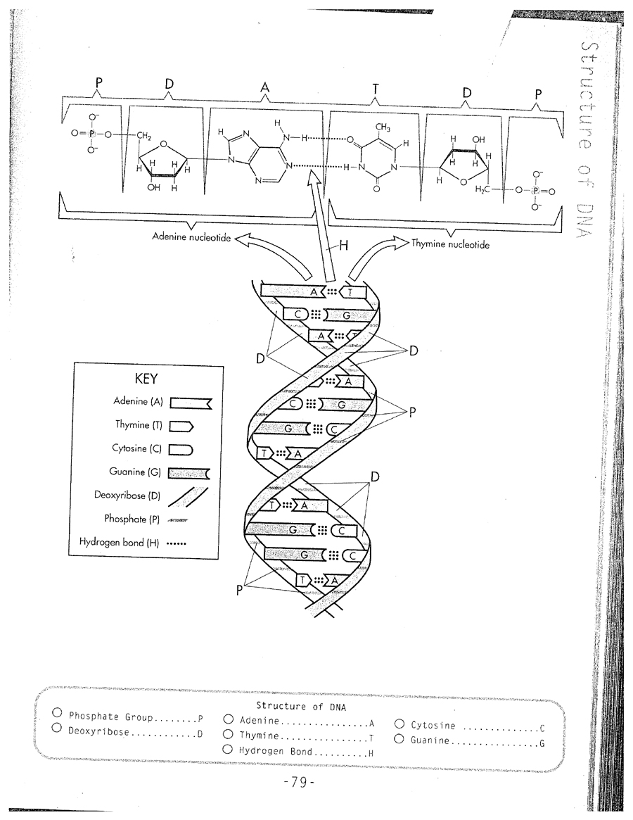 16 Best Images of DNA Replication Worksheet  DNA Replication Coloring Worksheet, DNA 