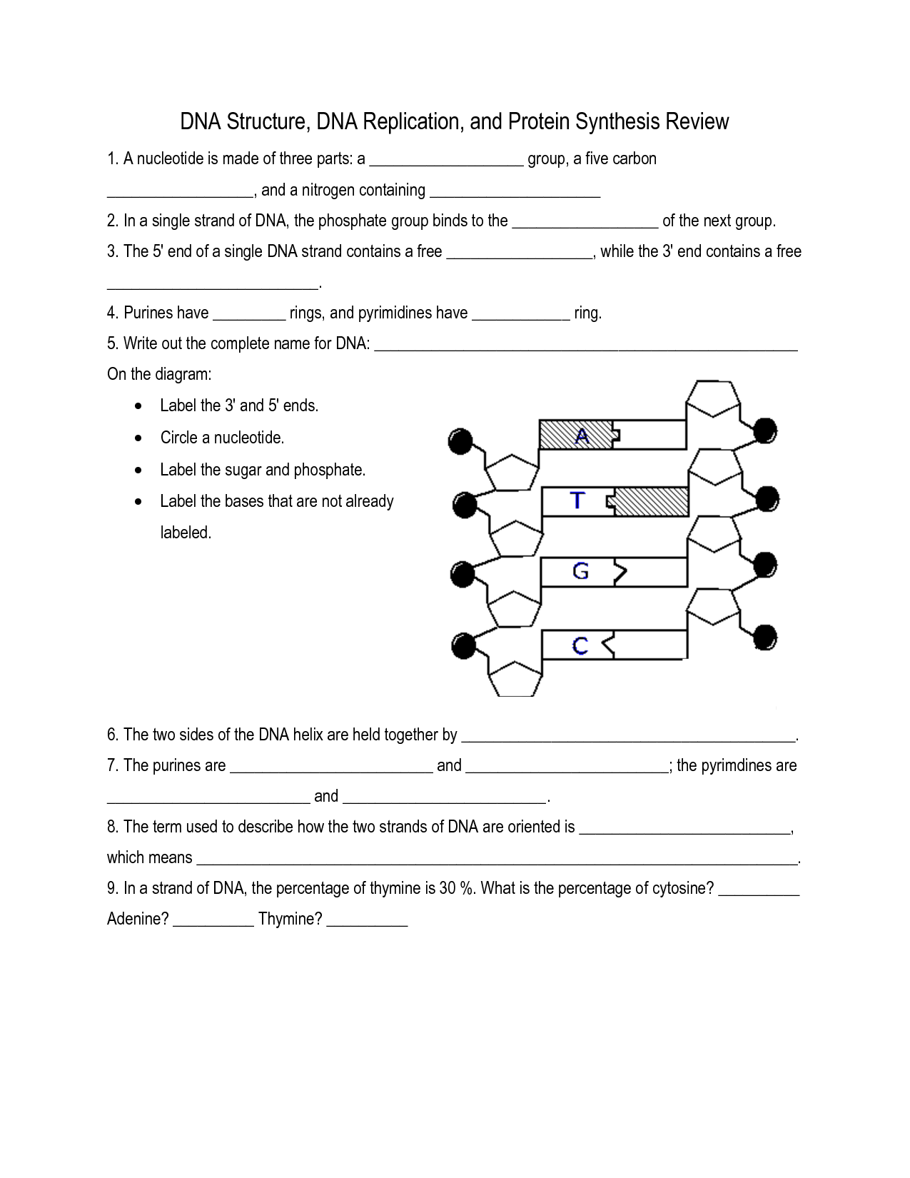 16 Best Images of DNA Replication Worksheet  DNA Replication Coloring Worksheet, DNA 