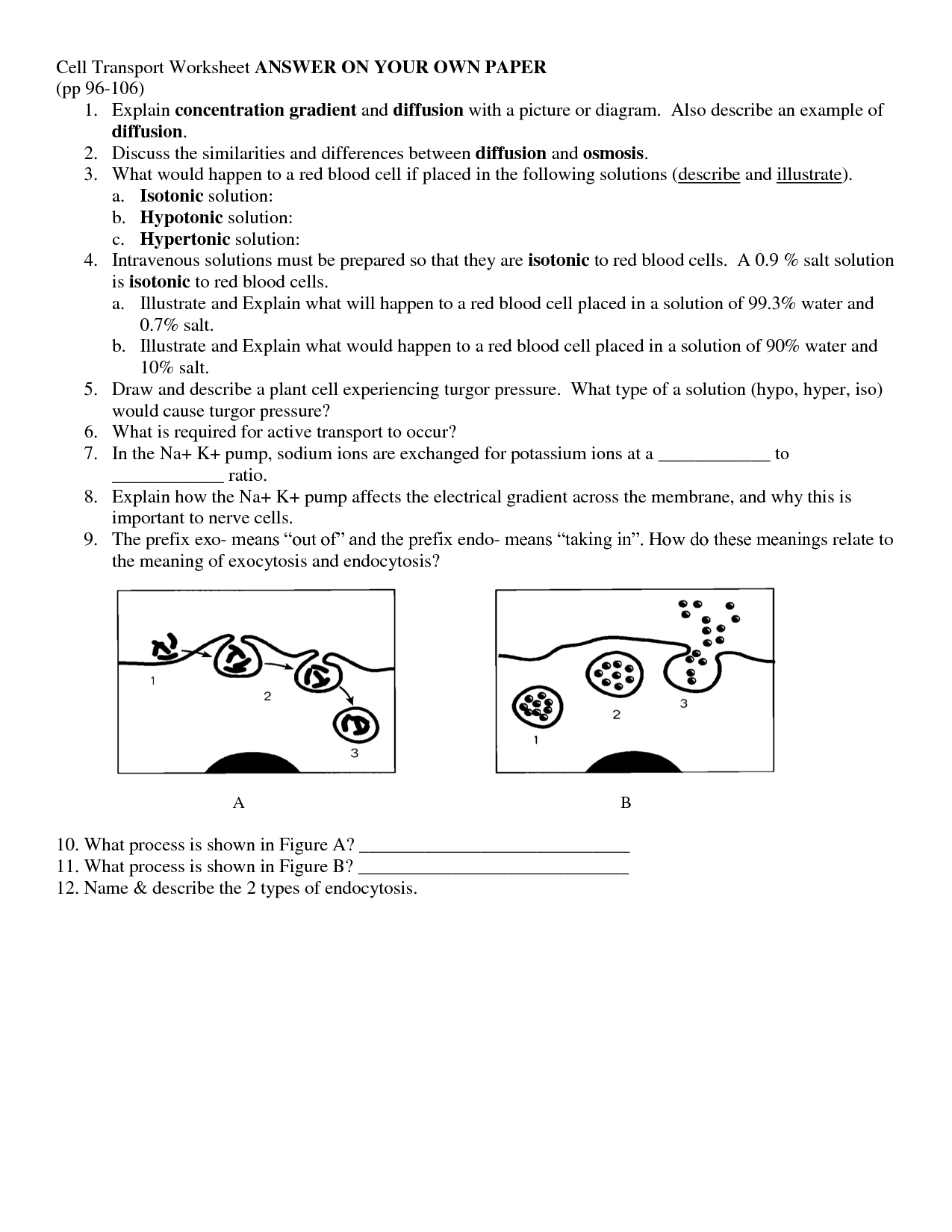 Passive Transport Worksheet Answers