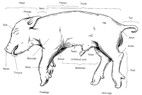 9 Best Images of Horse Terms Worksheet - Anatomical and Directional