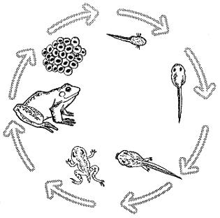 Frog Metamorphosis Life Cycle