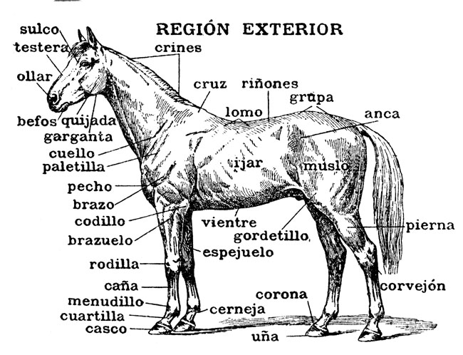 18 Best Images of Label Horse Anatomy Worksheet For Kids ...