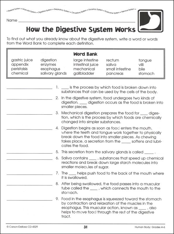 Circulatory System Worksheet Answers