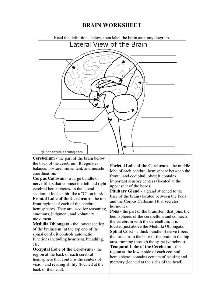 Human Brain Worksheets for Kids