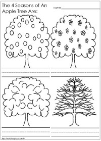 Apple Tree Seasons Worksheet