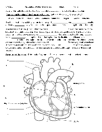 10 Best Images of Karyotype Worksheet Answers Biology - Human Karyotype