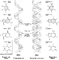 DNA and RNA Molecules
