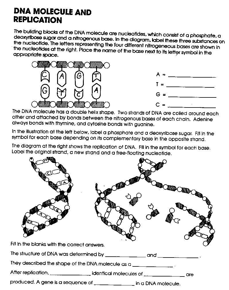 15-best-images-of-fun-genetics-worksheets-7th-grade-genetic-punnett