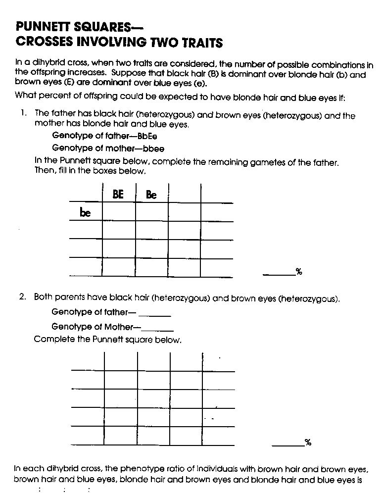 15-best-images-of-fun-genetics-worksheets-7th-grade-genetic-punnett-square-worksheet-7th