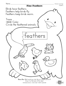 Animal Coverings Worksheets for Kindergarten