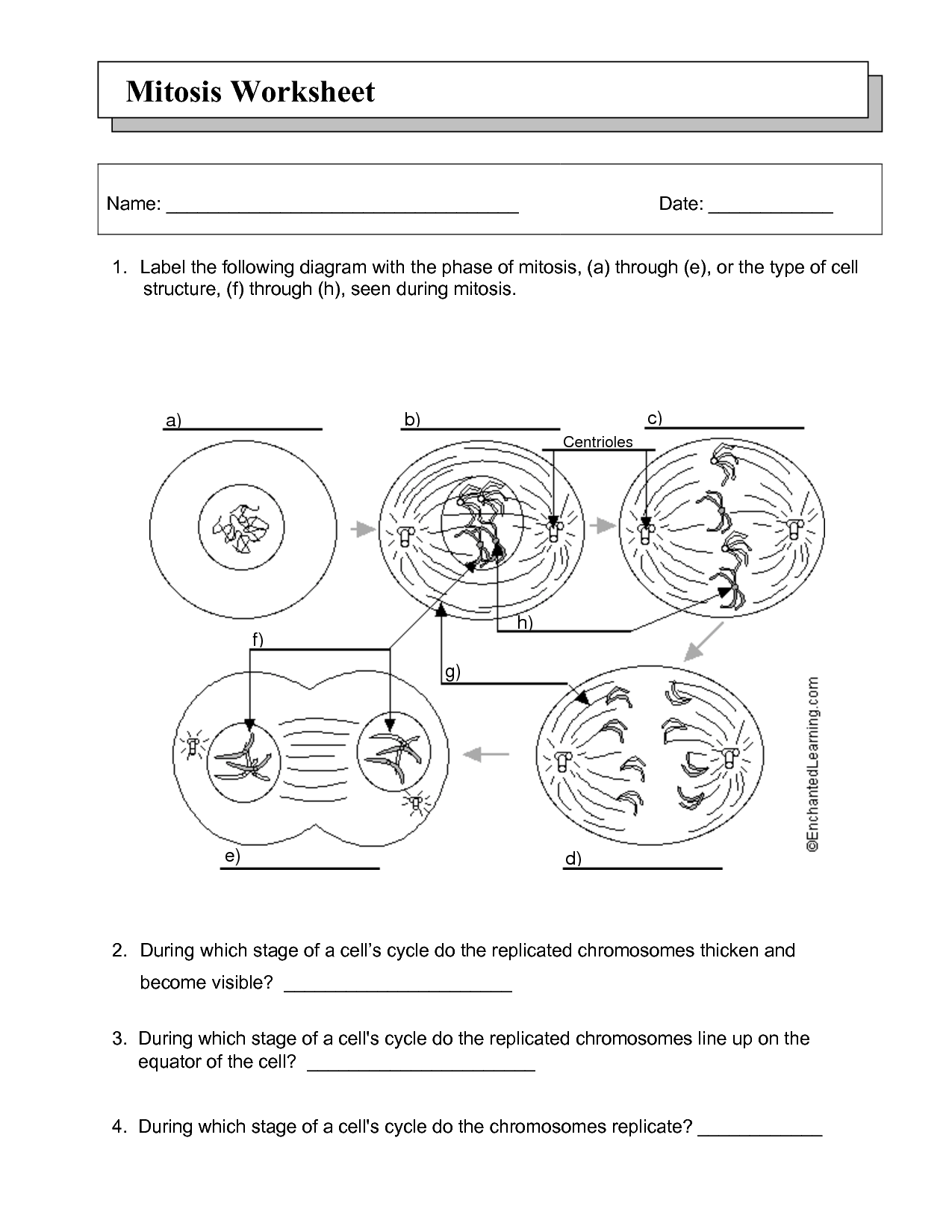 The Cell Cycle Coloring Worksheet Answers - Colouring page that