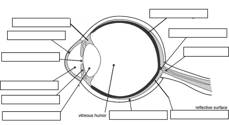 11-best-images-of-parts-of-the-eye-worksheet-for-kids-eye-parts