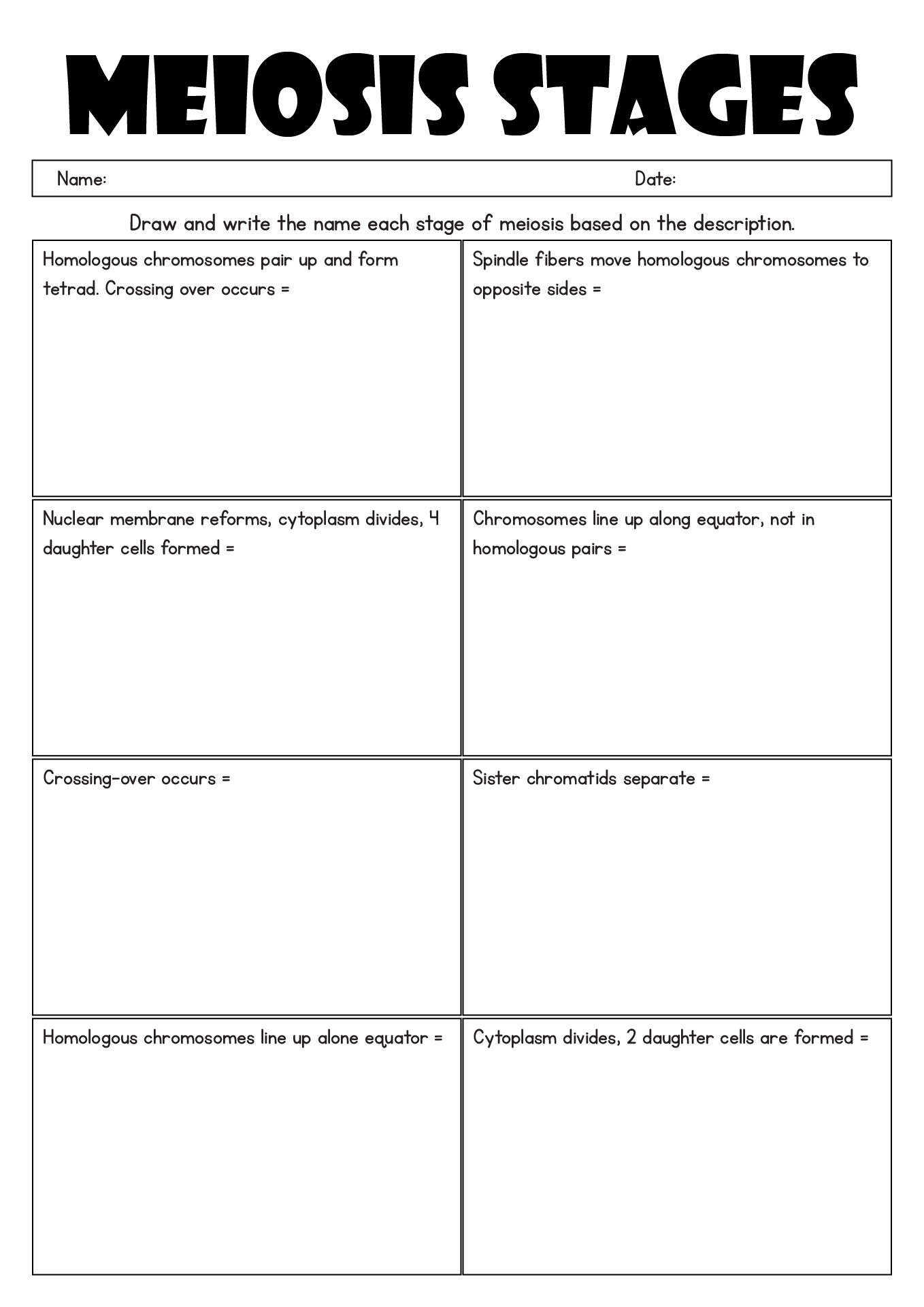 13 Best Images Of Identify Stages Of Mitosis Worksheet Meiosis And