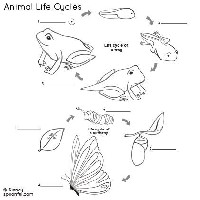 Animal Life Cycles Worksheet