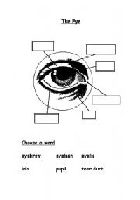 Eye Parts Worksheet