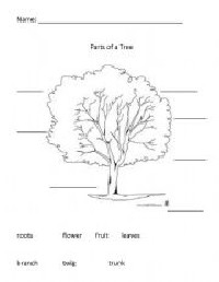 Label the Parts of a Tree Worksheets Kindergarten