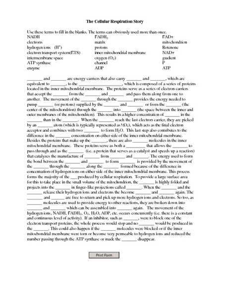 15 Best Images of Glycolysis Worksheet Answers - Chapter 9 Cellular