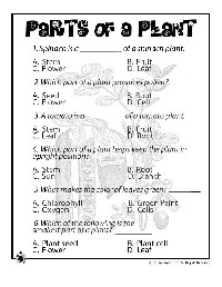 Plant Parts Worksheet 3rd Grade