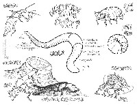 Worm Composting Coloring Pages