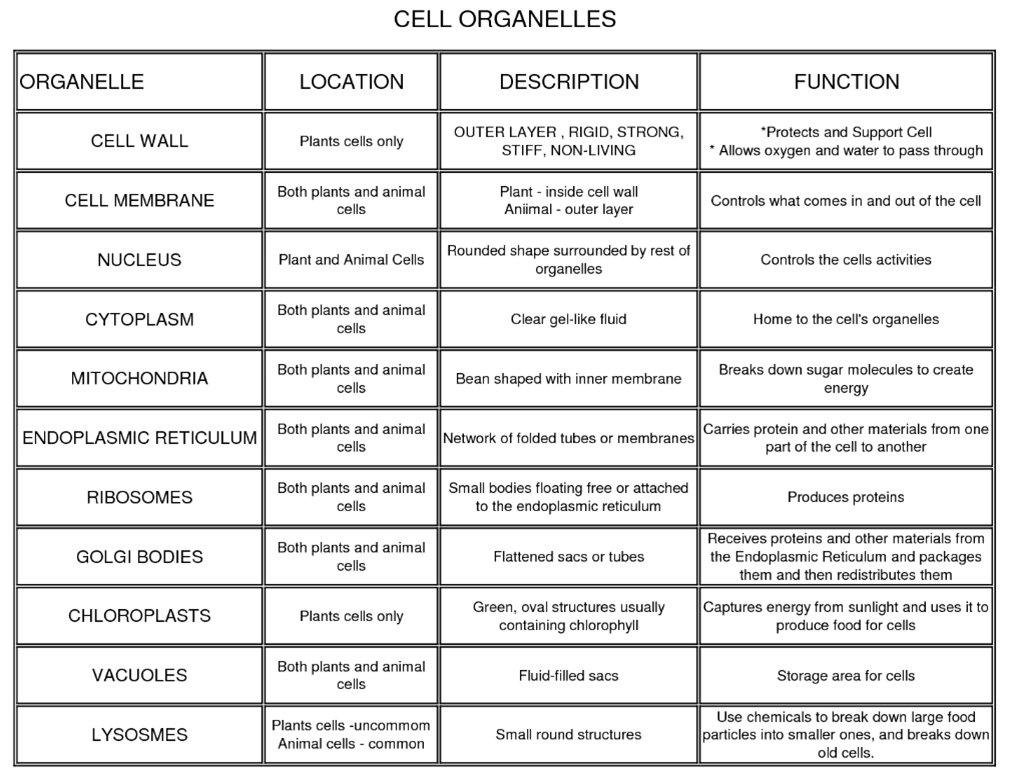 Function Of The Organelles Worksheet