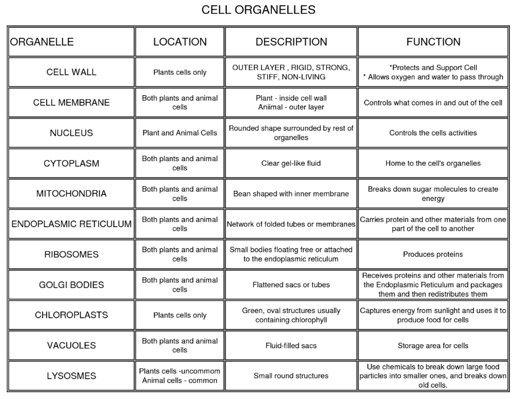 Cells And Their Organelles Worksheet