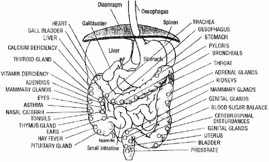 Detailed Digestive System Diagram