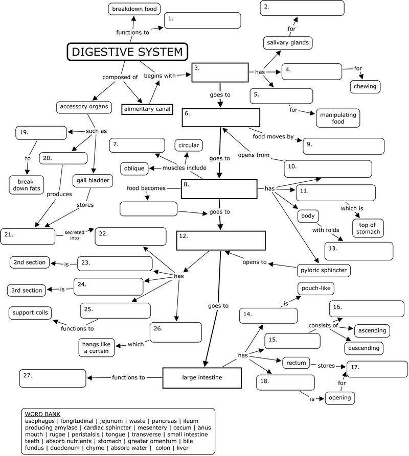 Digestive System Concept Map Answers