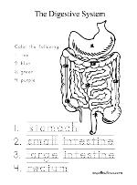 Digestive System Printable Worksheets