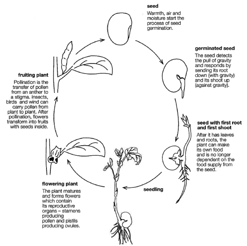 Flowering Plant Life Cycle Worksheet