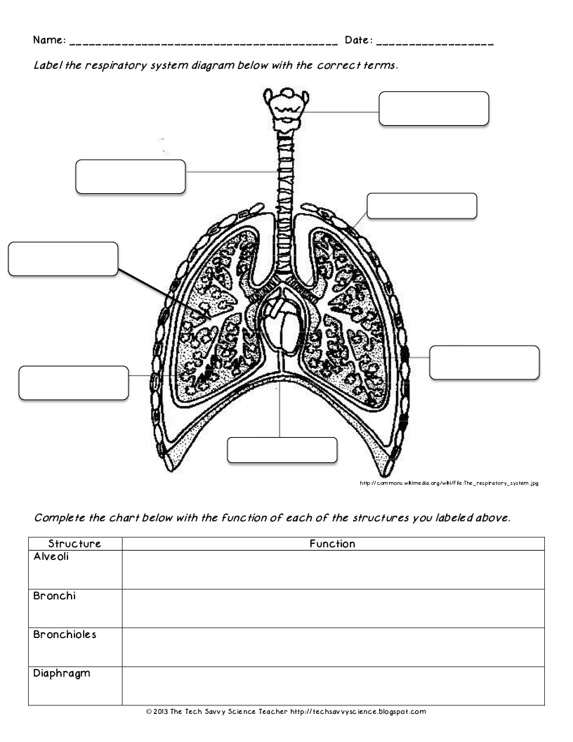 Human Body Systems Labeling Worksheet