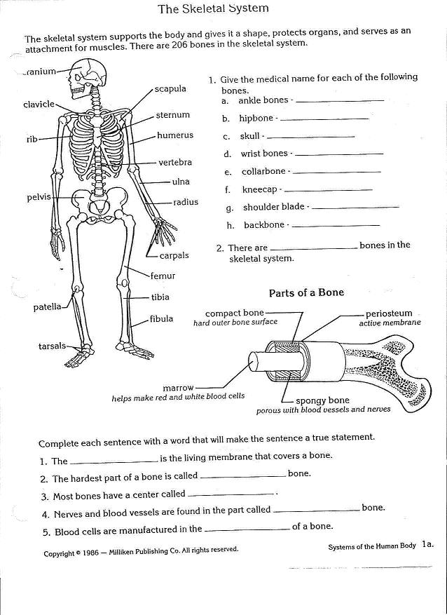 free-printable-skeletal-system-worksheets-printable-world-holiday