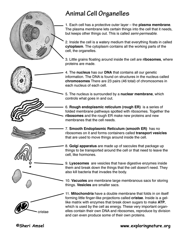 18 Best Images of Organelles And Their Functions Worksheet  Cell Organelles and Their Functions 