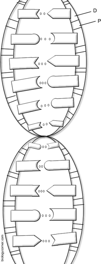 16 Best Images of Macromolecules Coloring Worksheets And Answers