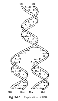 13 Best Images of DNA Replication Worksheet Middle School  DNA Structure Worksheet High School 