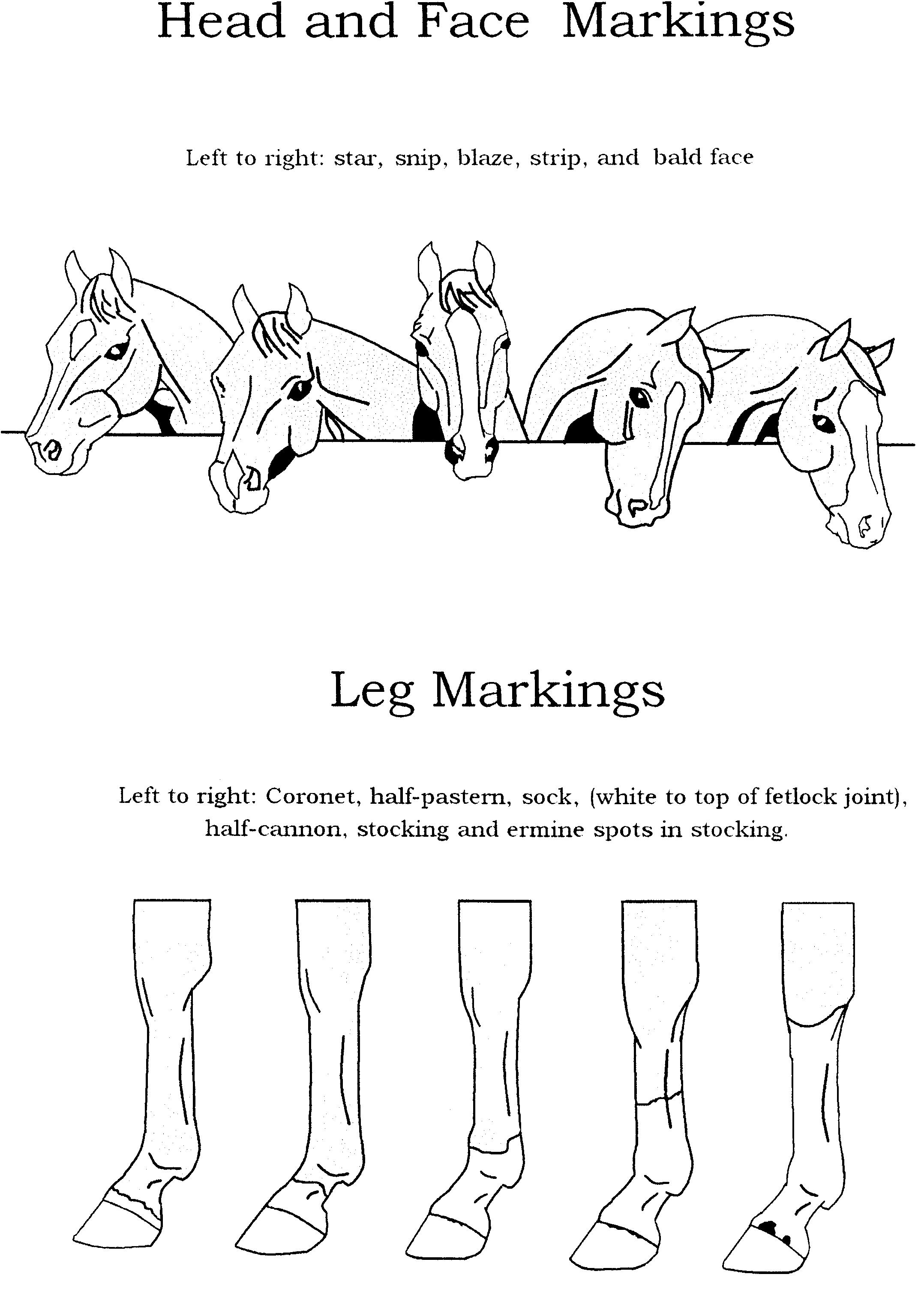 16 Best Images Of Horse Knowledge Worksheets Horse Face Markings And 