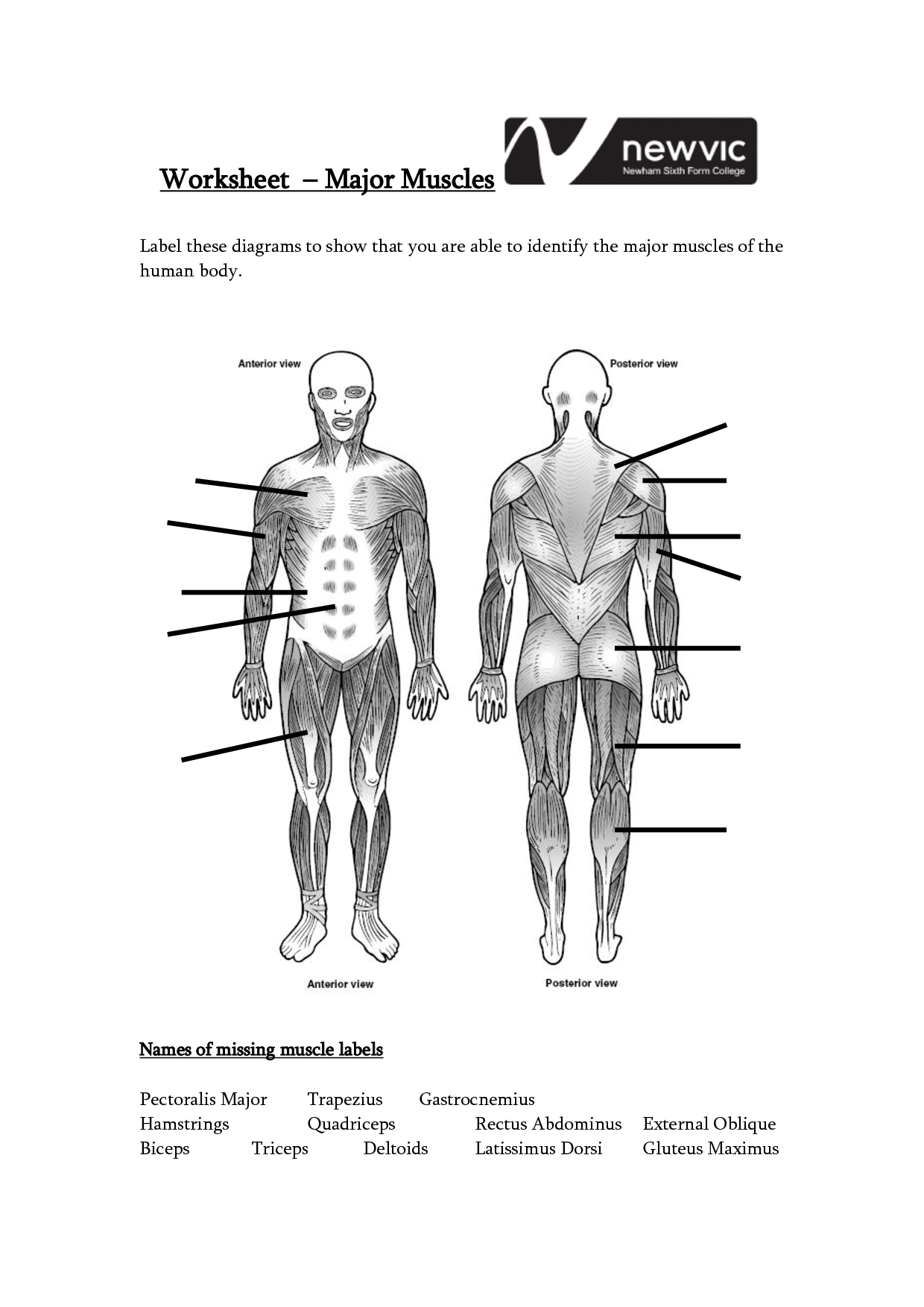 14 Best Images Of Muscle Labeling Worksheets Answers And