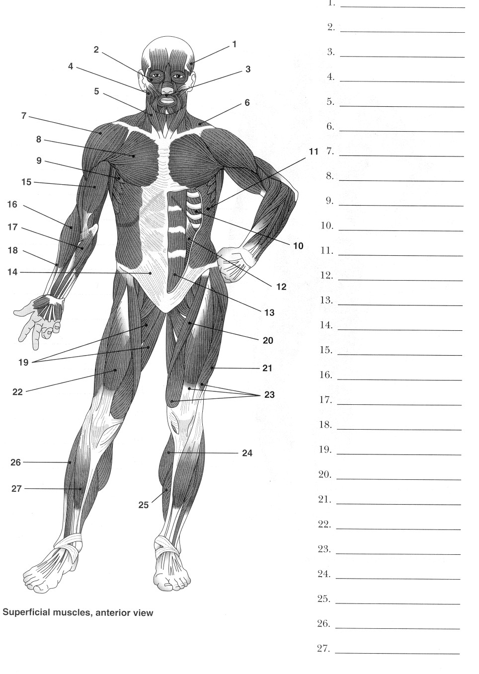 14 Best Images Of Muscle Labeling Worksheets Answers And