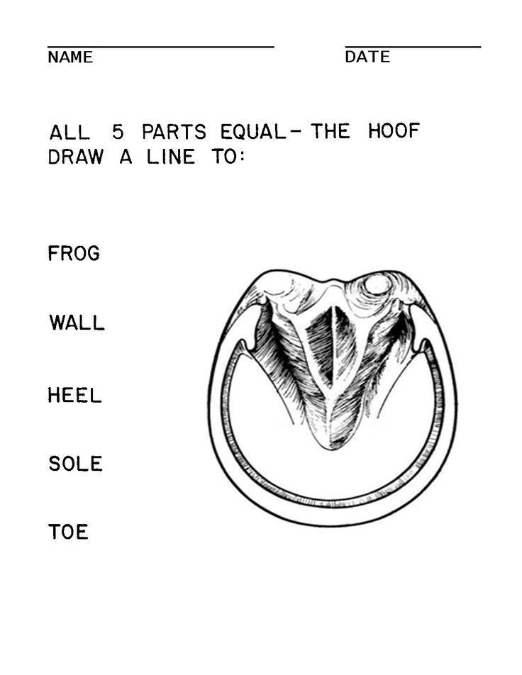 16 Best Images of Horse Knowledge Worksheets - Horse Face Markings and