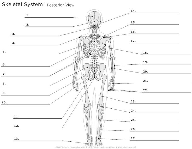 14 Best Images Of Muscle Labeling Worksheets Answers And