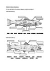Atlantic Salmon Anatomy Worksheet