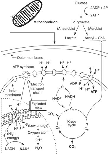 18 Best Images of Cell Respiration Worksheet - Cellular Respiration