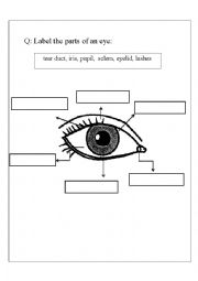 Eye Parts Worksheet Printable