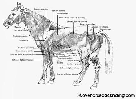 Horse Anatomy Muscles Diagrams